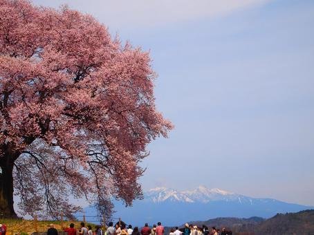 🌸 악어 언덕 벚나무 (와니즈카노사쿠라) 이미지 7